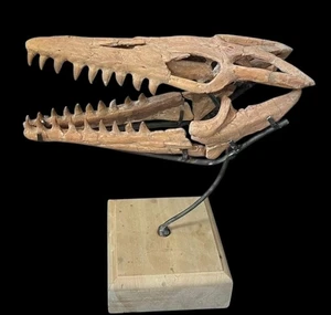 14.9" Great natural mosasaur skull - Mosasaurus beaugei - Dinosaur skull fossils - Picture 1 of 10