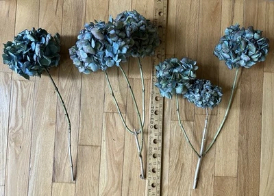 7 cabezas de flores de hortensia seca en 3 tallos largos azul cal castillo granja artesanía Foto 1 de 4