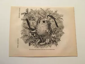 K78) Botella macho y hembra Tit pájaro y nido animal reino 1845 grabado - Imagen 1 de 1