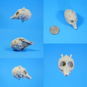 Star Wars Rodian Skull Diorama Part Fodder - Picture 1 of 1