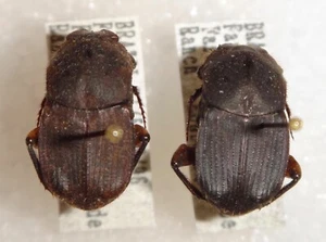 Unknown Dung Beetle Pair Brazil #DB-8 Heliocopris Copris Phanaeus Insect - Picture 1 of 4