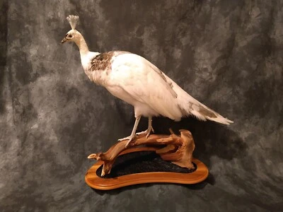Pied Peacock Hen Taxidermy Mount Bird - Изображение 1 из 3