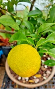 YUZU CITRUS PLANT-RARE CITRUS-GRAFTED DWARF FRUIT TREE-JAPANESE CITRUS SHRUB - Picture 1 of 16
