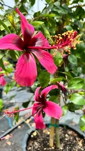 FIJI ISLAND HIBISCUS LIVE PLANT 12”-18” Tall - Picture 1 of 2