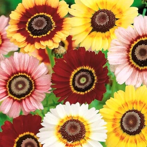 50 Pastel Painted English Daisy Seeds Chrysanthemum Flowers UK Giant Hardy Plant - Picture 1 of 3