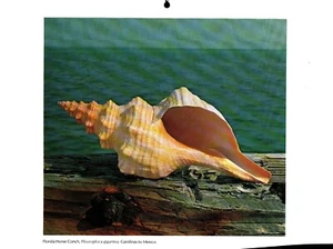 Caracola de caballo Florida, impresión de concha marina 1980 - Imagen 1 de 1