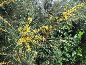 5 X NATIVE YELLOW HAKEA SEEDS-FLOWERS- HARDY LANDSCAPE GARDEN SHRUB PLANT - Picture 1 of 5
