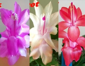 3 Colors Christmas Cactus Thanksgiving Cactus Stem Cuttings, Ready to Root - Picture 1 of 16