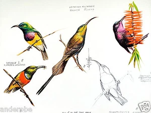 1973 FOUR AFRICAN SUNBIRDS Framable ART PRINT #15 by Ray HARM 11"x15" L@@K - Picture 1 of 9