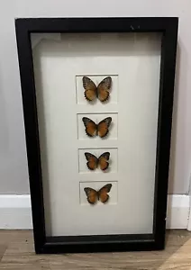 Framed butterfly taxidermy collection 4 X Cethosia Bibles Mounted & Framed - Foto 1 di 13