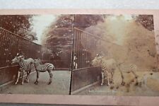 ANTIQUE STEREOVIEW CARD 1828 ZEBRAS AT THE ZOO SOCIAL HISTORY