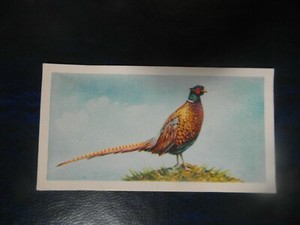  Brooke Bond "British Birds" 1954 original tea-card No.17, "The pheasant".  