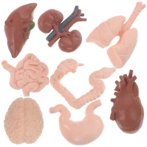 8PCS Teaching Props Human Anatomy Model for Human Body Model Anatomy - Picture 1 of 12