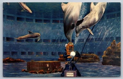 Postal California Palos Verdes Marineland of the Pacific Marsopa Pool Diver Foto 1 de 2