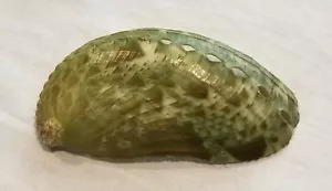 Haliotis Asinina Donkey's Ear Alablone Shell 2.625" Seashell 67 mm - Picture 1 of 5