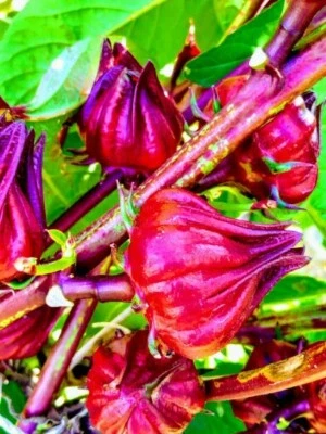 25 seed Red Hibiscus Roselle, Jamaican Sorrel, Florida Cranberry Hibiscus Seeds - Image 1 of 3