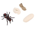 4-tlg. Insekten-Lebenszyklus Rote Ameise Tiermodell Biologie Spielzeug