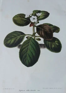Botanischer Druck 1866. Niphaea Albo. 157 Jahre alt. Usambaraveilchen Familie. Selten. - Bild 1 von 4