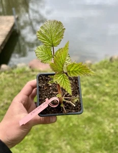 2 Raspberry Plants (Encore) - Full Mature Roots, Superfood Fast Growing & Berry - Picture 1 of 6
