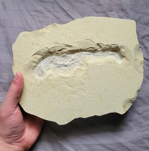 Rare Large Nice Mecochirus Jurassic Lobster Fossil From Solnhofen Germany  - Picture 1 of 4