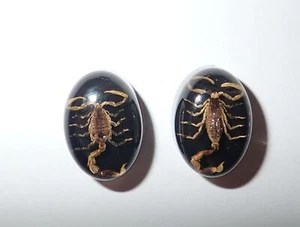 Insect Cabochon Golden Scorpion Oval 12x18 mm on Black Bottom 2 pieces Lot - Picture 1 of 11