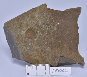 FÓSIL BELTANELLIFORMIS BRONZAE, MEDUSOIDES, EDIACÁRAN, UK 635 myo FM004 - Imagen 1 de 3