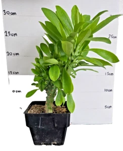 Cactus with leaves rare species Euphorbia nivulia Indian Spurge Tree 25 cm - Picture 1 of 3