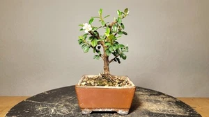 Kleinblätrige Zwergmispel Bonsai shohin cotoneaster microphyllus 'cochleatus' - Bild 1 von 3