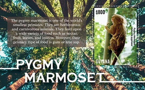 Guyana 2022 - Monos timbre pigmeo - Hoja de estampillas de recuerdo - Scott #4705 - MNH Foto 1 de 1