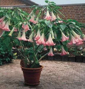 Angel’s Trumpet ‘Angel’s Pink Profusion’ in 4" Pot Outdoor Brugmansia Hybrid - Picture 1 of 4