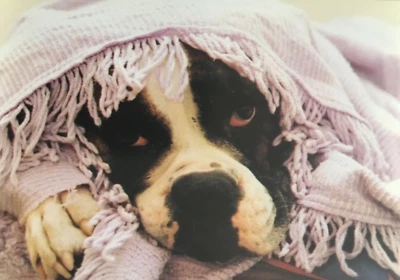 Marcel Schurman- Get Well- Dog Under Blanket - Image 1 of 2
