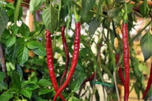 ORGANIC Giant Chili Long John 1 FOOT LONG CHILLI Disease Resistant 50 SEEDS - Picture 1 of 1
