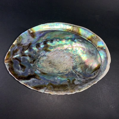 5” Natural Abalone Shell – Polished Seashell for Smudging, Décor, Crafts - Image 1 of 4