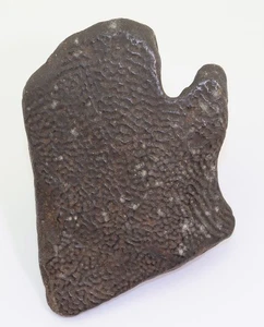 Schildkröte, Apolone ferox, Quartär, Pleistozän, Dixie CO, Florida, USA -m231 - Picture 1 of 5