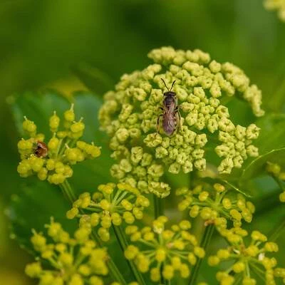 EARTHBEAT SEEDS Alexanders, Black Lovage Seeds (Smyrnium olusatrum) ~Traditional Herb Garden