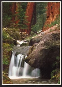 California, Sequoia National Park - Forest Falls 1976 - Picture 1 of 2