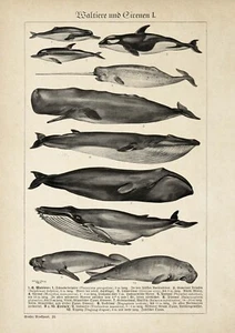 Antique Whales Chart Poster - Vintage Poster - Wall Decor - Picture 1 of 6