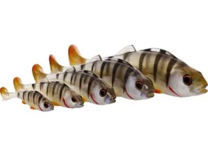 Westin Original Perch Shad NEW Perch Pike Zander Lures *Full Range* - Picture 1 of 1