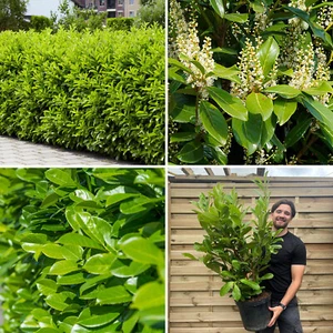 Cherry Laurel Hedging Plant 3ft-4ft Evergreen Fast Growing Hardy Hedge - Picture 1 of 2