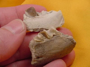 (F302-7) Fósil genuino Oreodont Merycoidodon Culbertsoni HUESO PARCIAL DE LA MANDÍBULA SD - Imagen 1 de 3