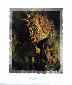 Girasol botánico Narciso Brugmansia Jim Frankoski Juego de 3 12x14 pulgadas - Imagen 1 de 3