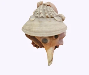 Seashell Bird w Hat Figurine Folk Art 2.5" Whimsical Coastal Decor Handmade - Picture 1 of 6