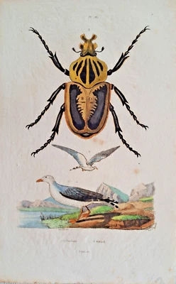 Goliath - Käfer Möwe Stahlstich handkoloriert 1836 von Pedretti aus Guerin - Bild 1 von 2