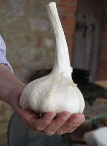 AGLIONE-SAMEN, TYPISCHE KNOBLAUCHSORTE DES VAL DI CHIANA, 50 Samen - Bild 1 von 3