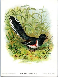 Chas. E. Marsh Our Native Birds & Their Eggs Series Card No 10 "Towhee Bunting" - Picture 1 of 2