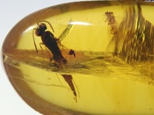 Burmese Amber Cretaceous fossil include strange wasp