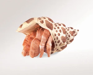 NEW PLUSH SOFT TOY Folkmanis 2867 Hermit Crab Hand Puppet - Picture 1 of 5