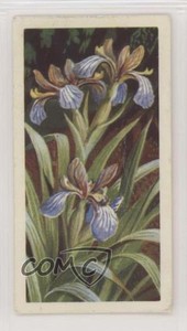1964 Brooke Bond Wild Flowers Series 3 Stinking Iris #11 0e3