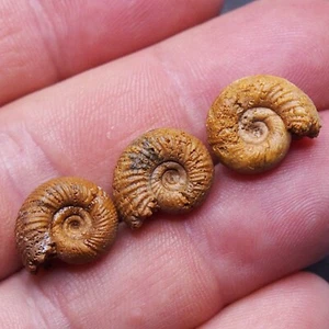 3pcs 14-15mm Ammonite Peresphinctes sp Madagascar Fossil Jurassic lot Pendant 9 - Picture 1 of 8