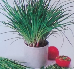 Chives Perennial Herb Seed - 1 Packet - Picture 1 of 1
